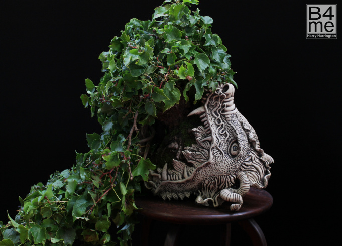 Ivy bonsai